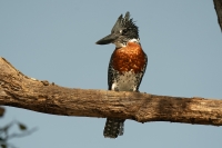 Riesenfischer