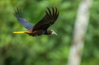 Rotkopfstirnvogel