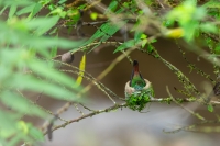 Bronzeschwanz Buffonkolibri