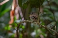 Weißzügel Faulvogel