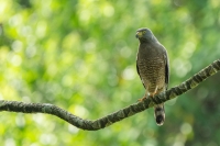 Wegebussard