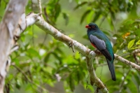 Schieferschwanztrogon