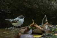 Sturzbach Kleintyrann