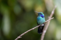 Veilchenohr Kolibri