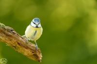 Blaumeise