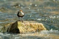 Wasseramsel