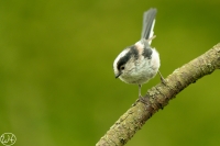 Schwanzmeise