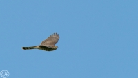 Sperber